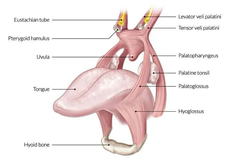 Anatomical diagram of the throat and tongue showing the hyoid bone at the base, with the tongue muscles, palatine tonsil, uvula and surrounding structures labelled. The neurological hub at the base of your tongue. Recalibrate neuroscience blog.