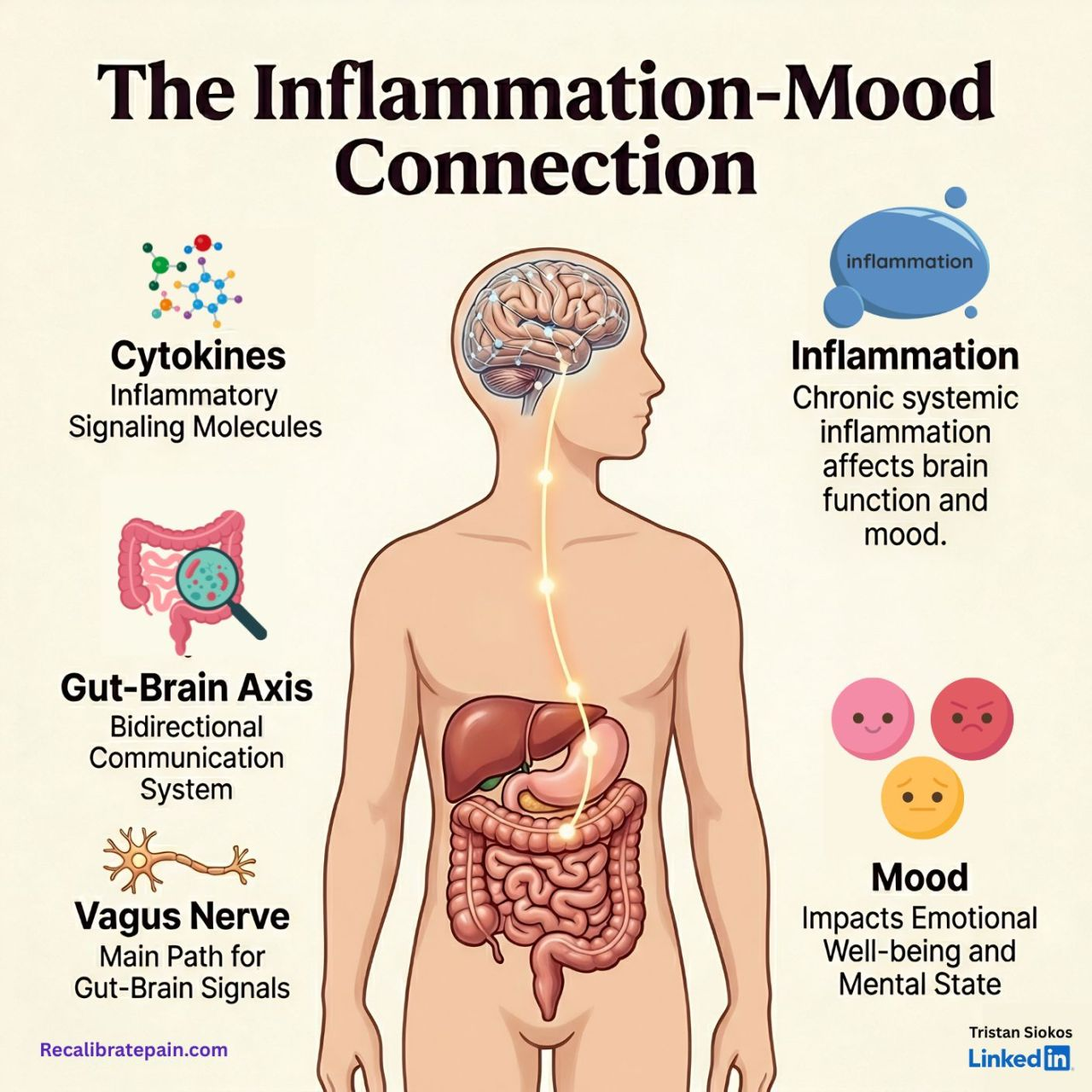 The Inflammation-Mood Connection: cytokines, gut-brain axis, vagus nerve, and mood infographic. Recalibrate neuroscience blog.