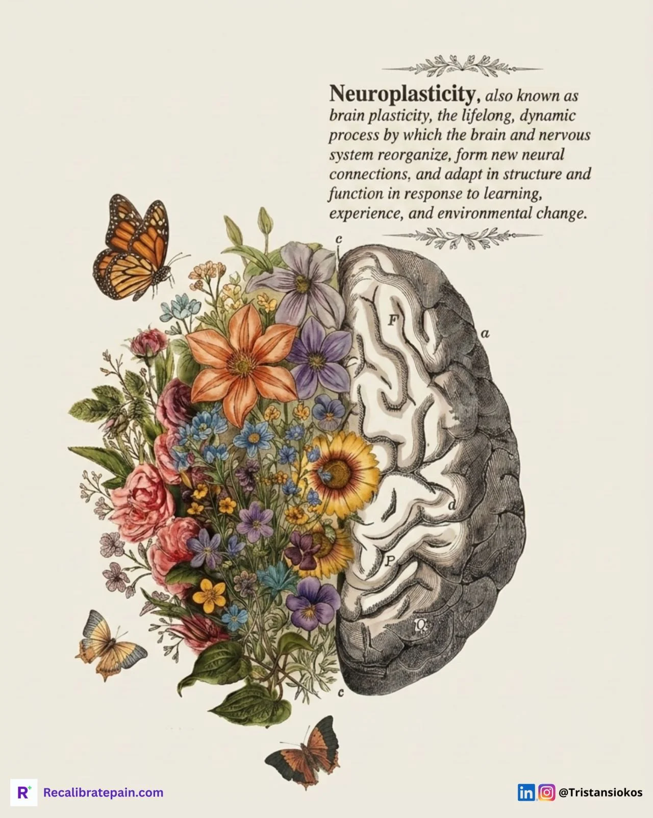 Botanical illustration of a human brain with colourful flowers blooming from one hemisphere and anatomical engravings on the other. Neuroplasticity definition overlay. By Tristan Siokos, Recalibrate.